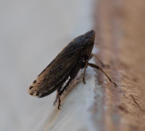 Aphrodes sp.
